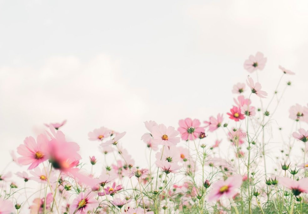 cosmos